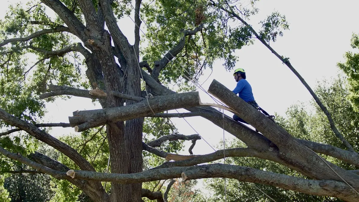 Professional Hazardous Tree Removal performed by certified arborists in Nicholson
