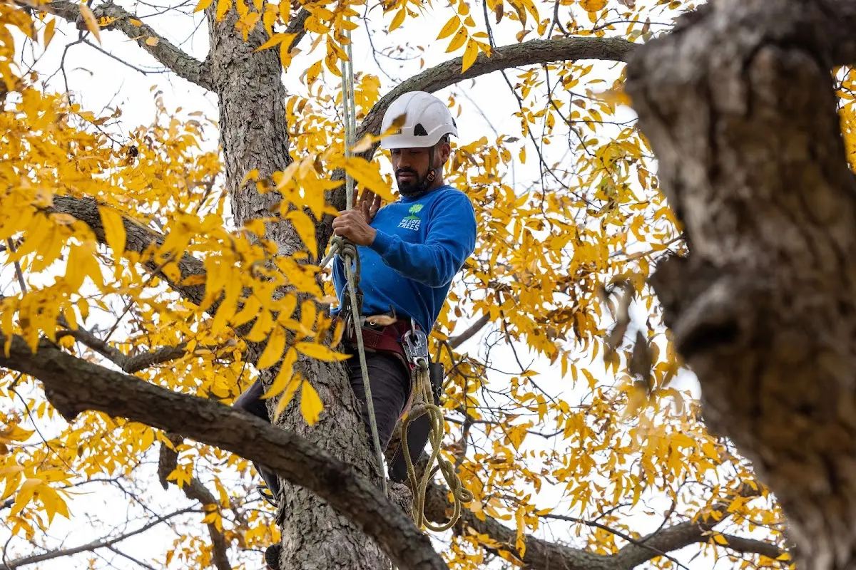 Skilled Storm Damage Cleanup crew working in Nicholson